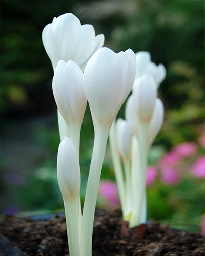 Colchicum autumnale album.jpg